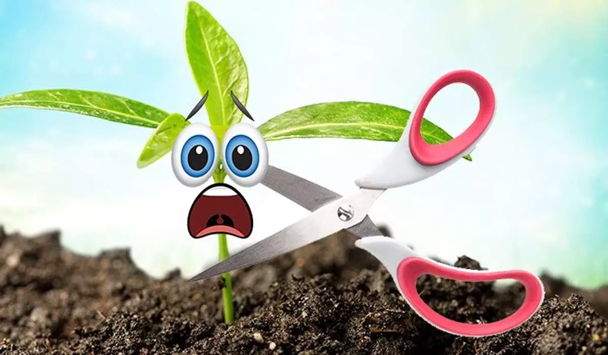 Plants Scream | పీకితే మొక్కలు ఏడుస్తున్నాయట..! అధ్యయనంలో కీలక విషయాలు..!
