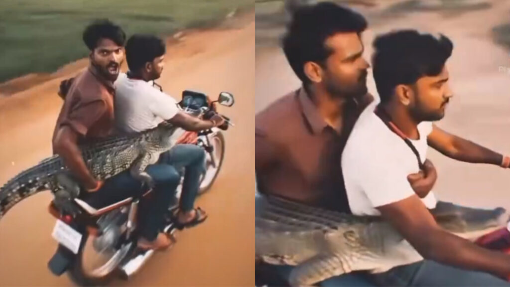 bizarre-video-two-youth-riding-bike-with-a-crocodile-netizens-shocked