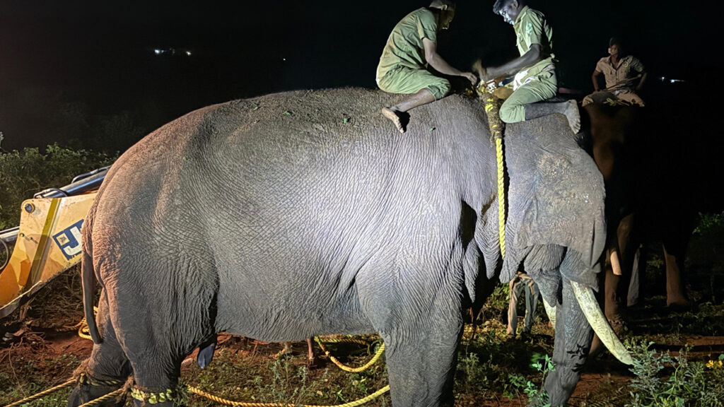Wild Elephant “Rolex” Captured Near Thondamuthur After Causing Crop Damage