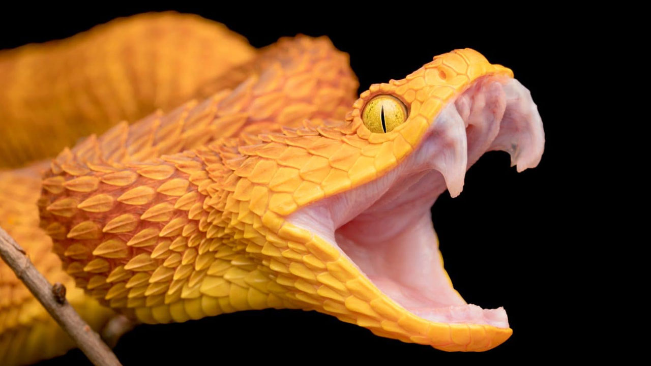 Tim Friede 200 Snakebites Antivenom | 200కుపైగా పాములతో కాట్లు వేయించుకున్న మనిషి.. ఎందుకు? ఏమిటి? ఎలా?