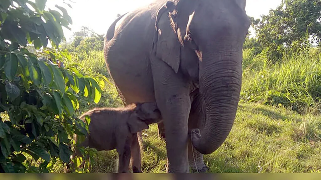 Kaziranga’s Elephant Calf Named ‘Mayabini’ After Zubeen Garg’s Song – A Symbol Of Hope And Harmony