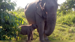 Kaziranga’s Elephant Calf Named ‘Mayabini’ After Zubeen Garg’s Song – A Symbol Of Hope And Harmony