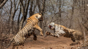 Mother and daiughter tiger fight over territory