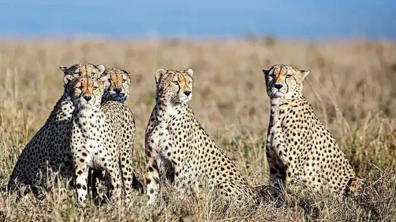 Cheetah