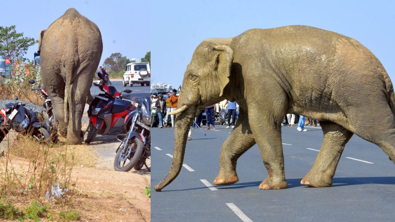 Wild Elephant