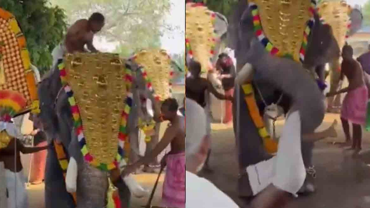 aggressive elephant