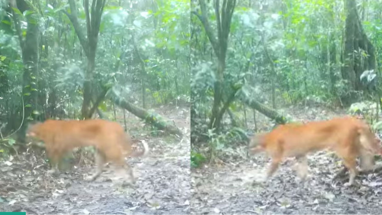 Asian Golden Cat