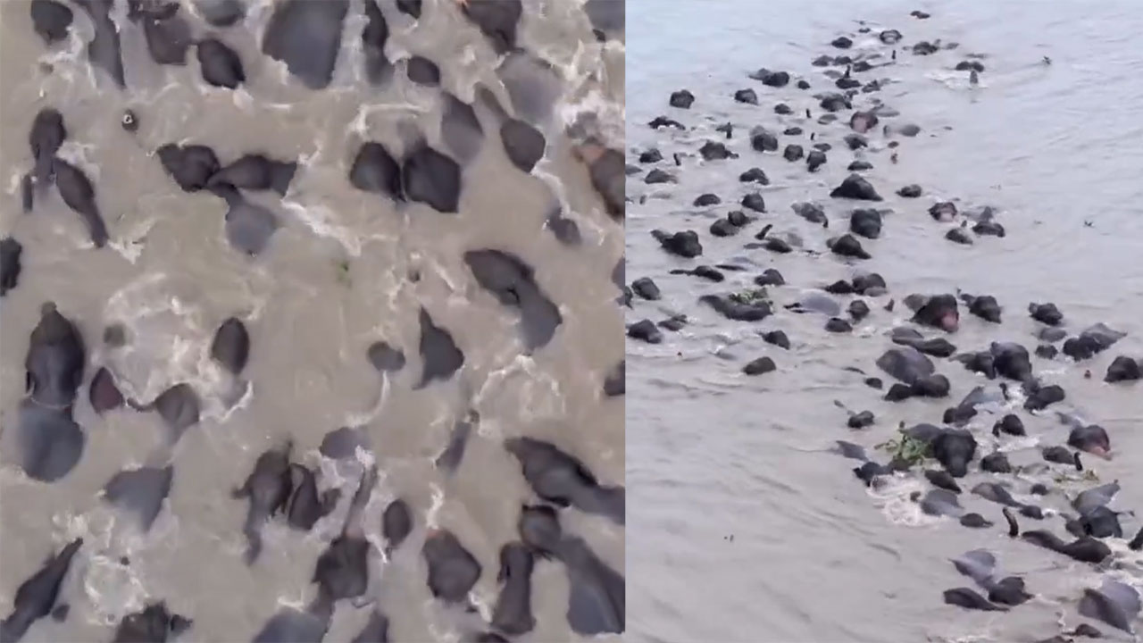 Elephants Herd Swimming : తాబేళ్లు కావు.. ఏనుగుల గుంపు వైరల్ వీడియో!