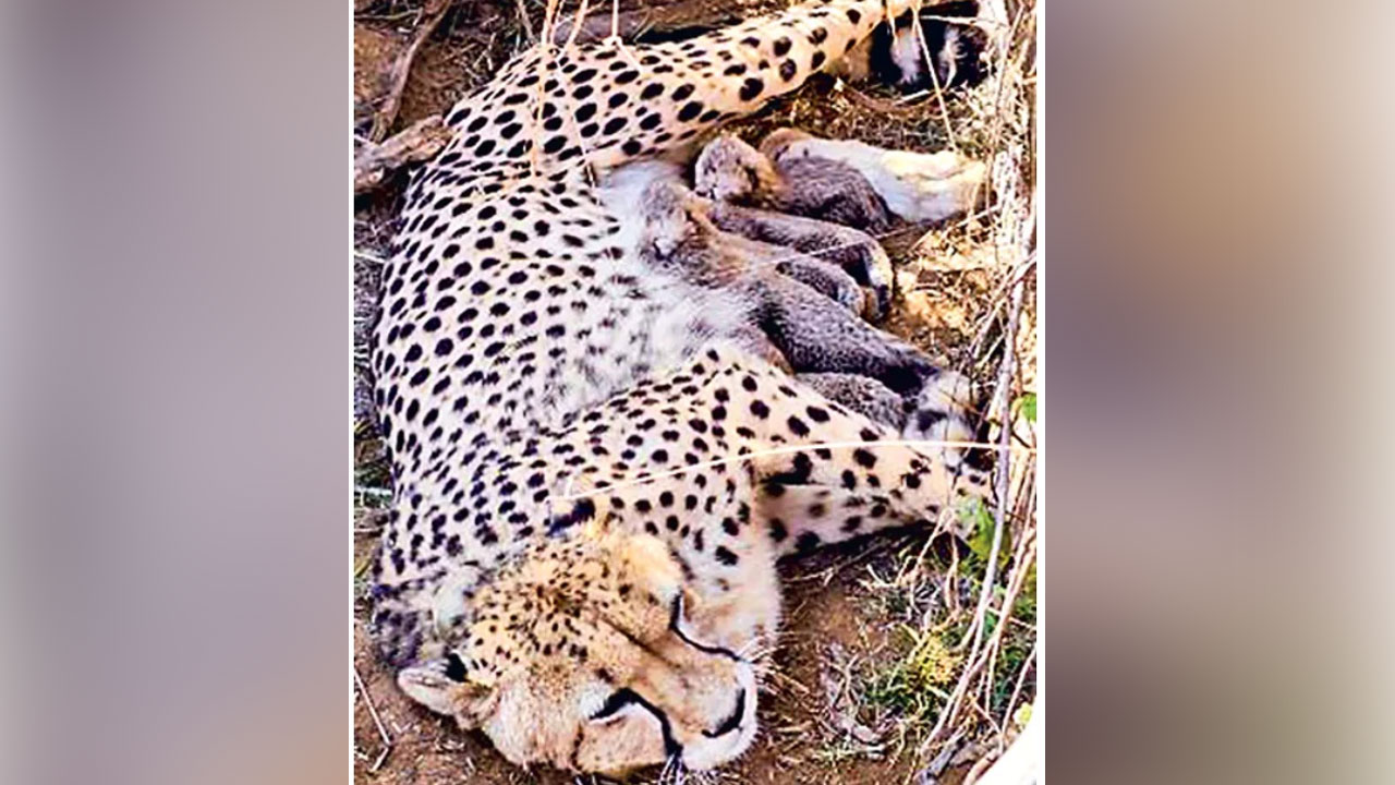 Cheetah Project