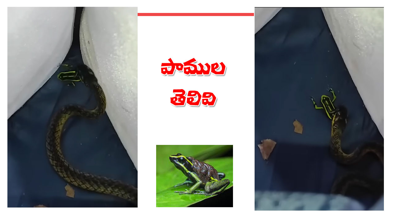 amazon-snakes-toxic-frog-study
