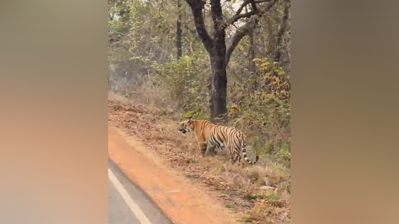 Tiger