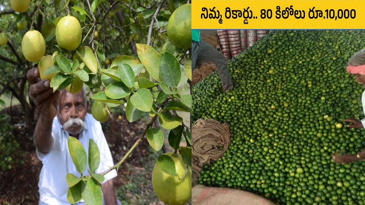 lemon price increase| లేచిన నిమ్మకాయ…రైతన్నకు లాభాలు !