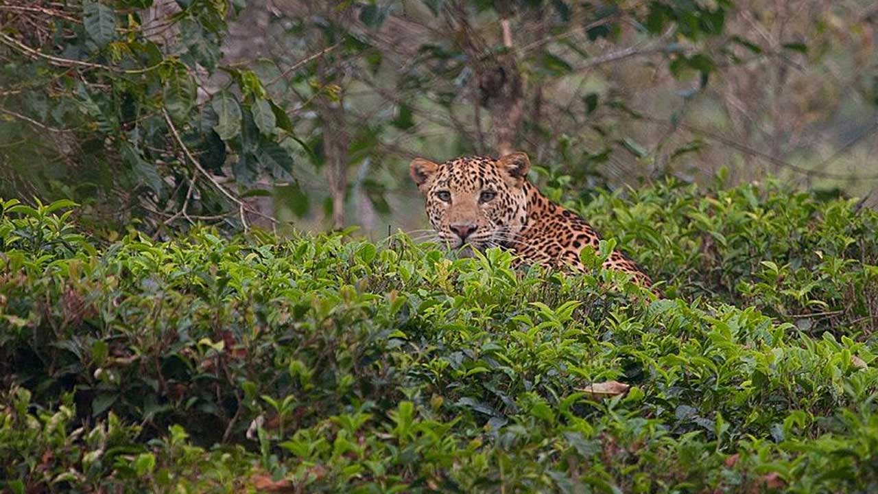 Leopard in tea estate