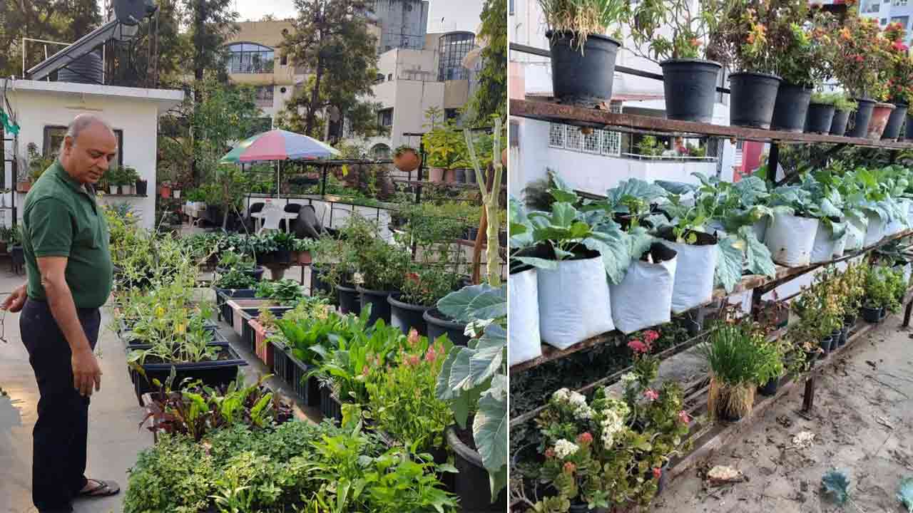 Terrace Garden | మట్టి లేకుండానే టెర్రస్‌పై గార్డెనింగ్.. సమ్మర్‌లో ఏసీ అవసరం లేకుండా చేసిన 70 ఏళ్ల వృద్ధుడి ఆలోచన!