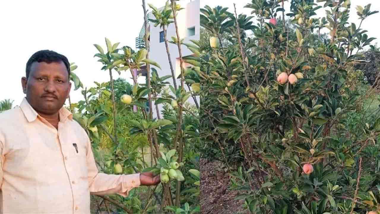 Apple Farming | కరువు నేలలో ఆపిల్ సాగు.. అసాధ్యాన్ని సుసాధ్యం చేసి చూపించిన మహారాష్ట్ర రైతు!
