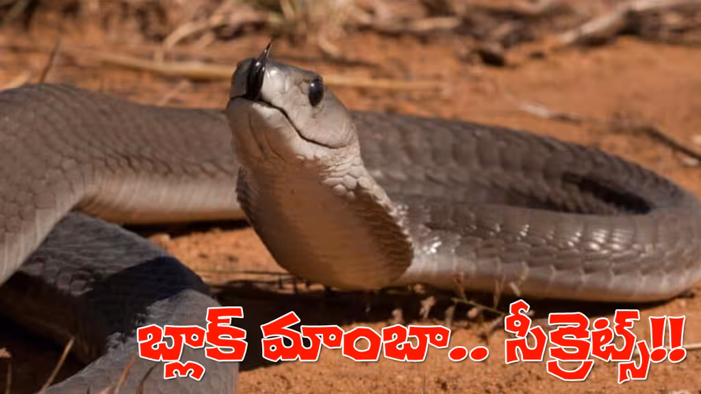 black-mamba-snake-facts