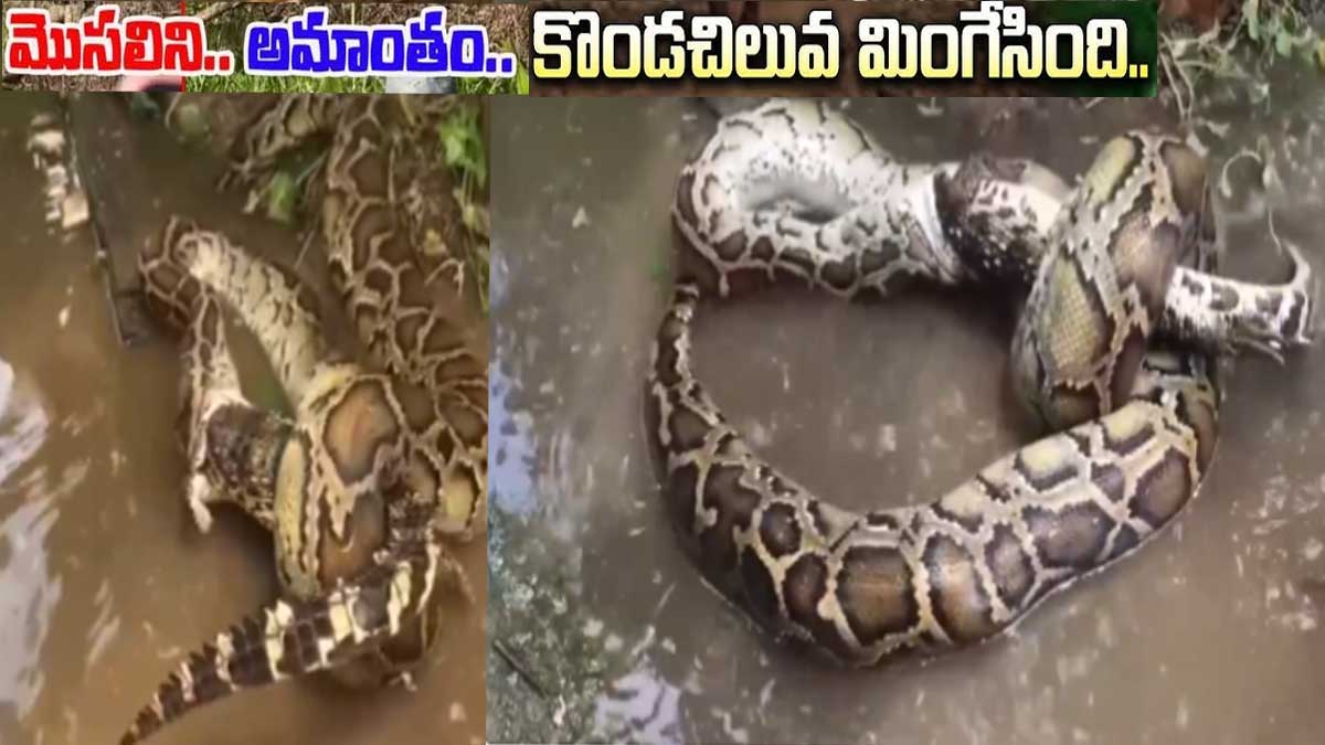మొసలిని మింగేసిన కొండ చిలువ..వీడియో వైరల్